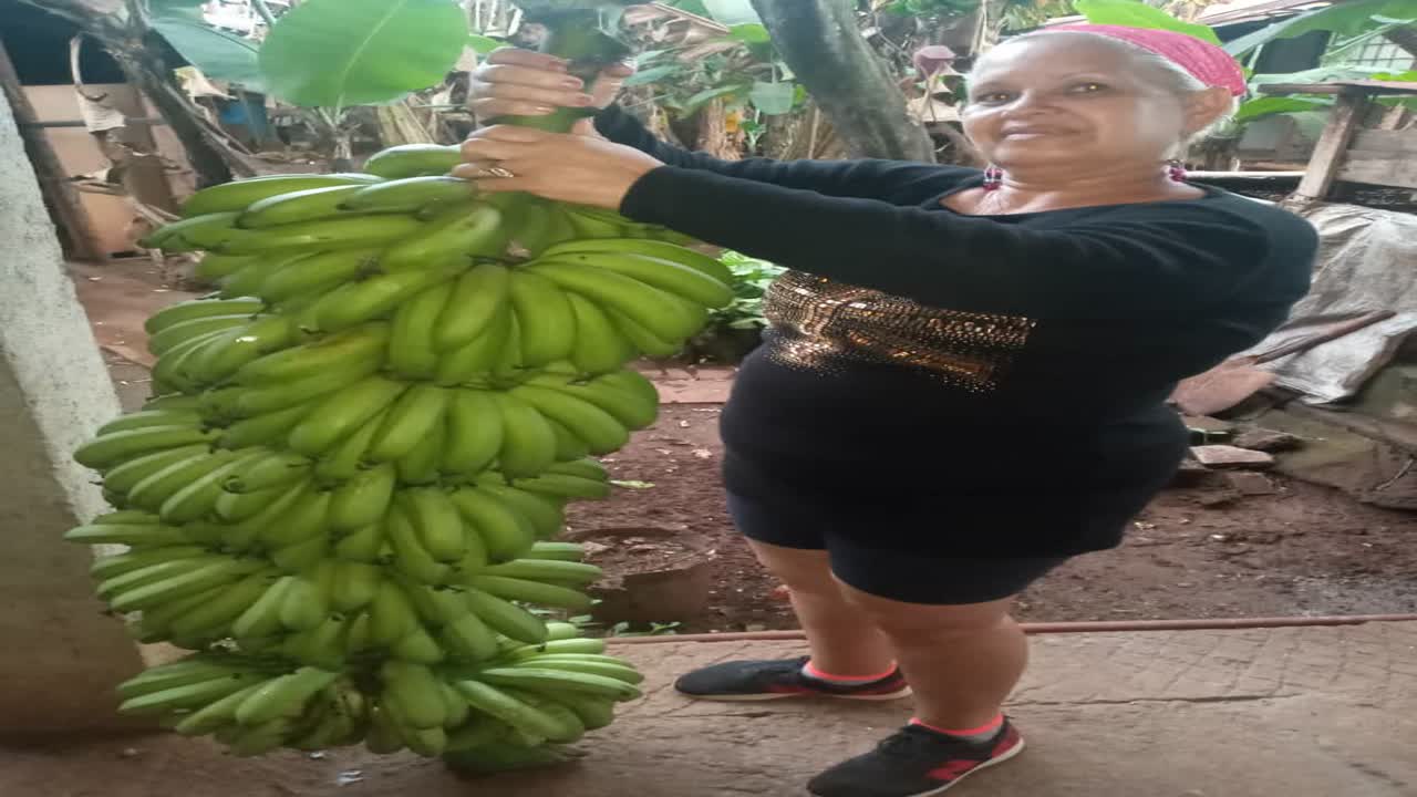 Racimo de banana gigante en #Cuba